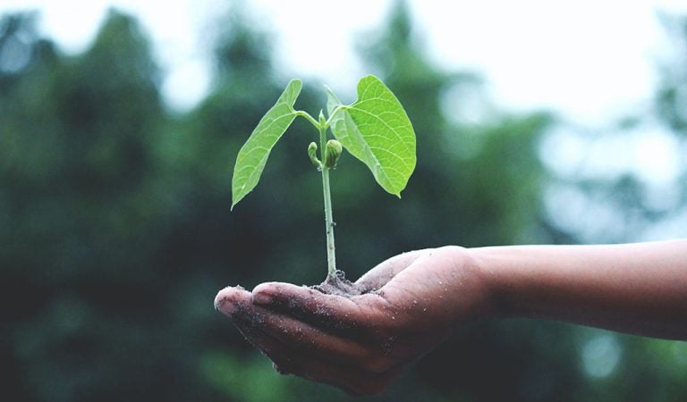 Broccoli II and Tomatoes II: An Unexpected Threat to Plant Breeders? Not Really.