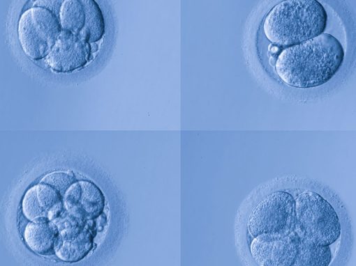Parthenotes are an acceptable source of human embryonic stem cells