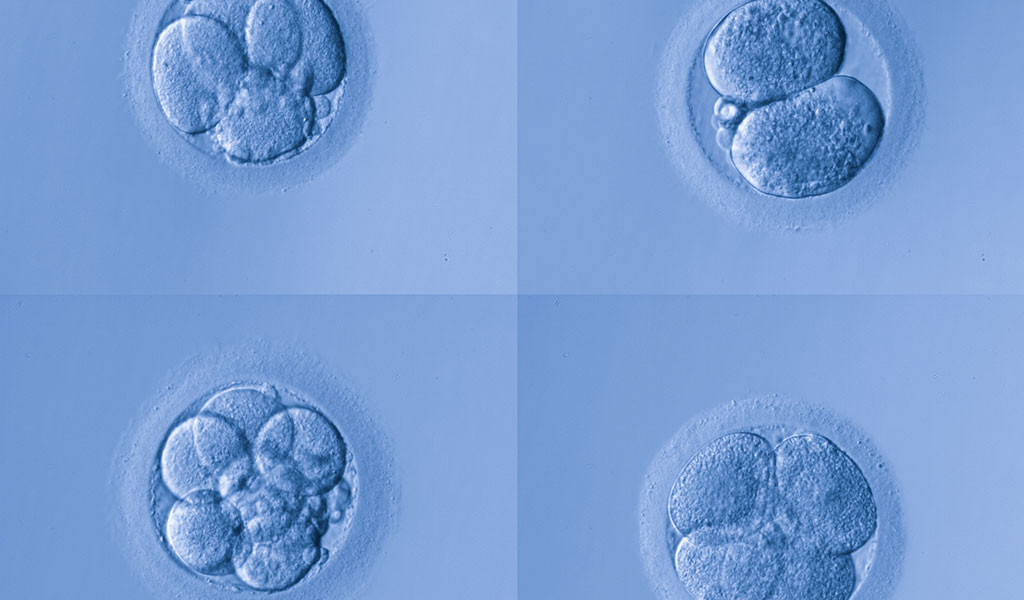 Parthenotes are an acceptable source of human embryonic stem cells