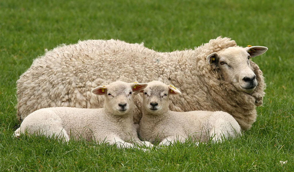 Sheep to Sleep