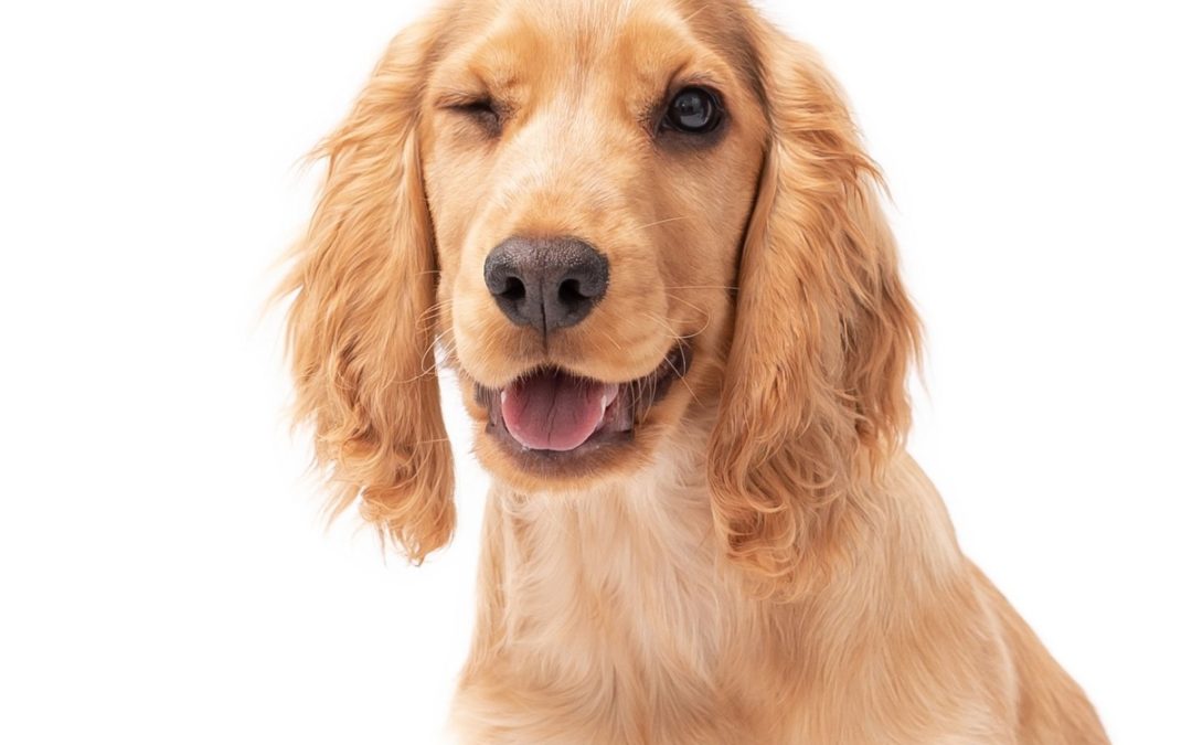 In the dog house – Has the Bad Spaniels case finally reached a conclusion?